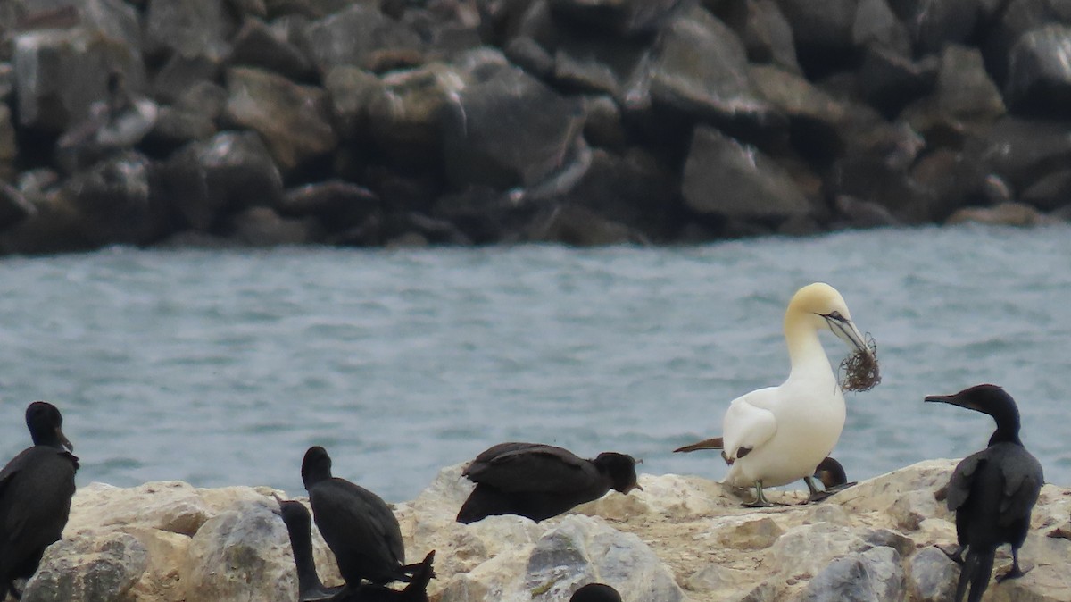 Northern Gannet - ML622346131