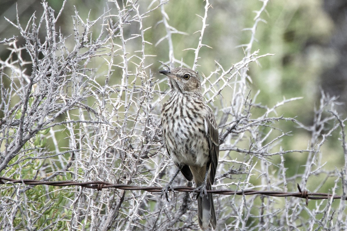 Sage Thrasher - ML622346164