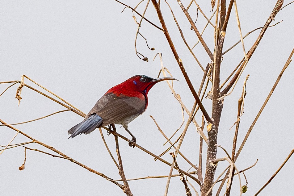 Vigors's Sunbird - Vivek Saggar