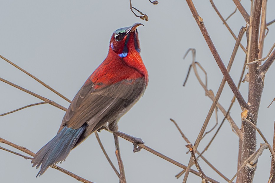 Vigors's Sunbird - Vivek Saggar