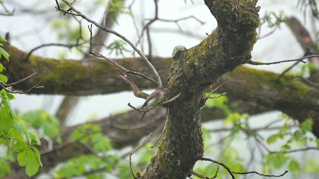 Eastern Phoebe - ML622346228