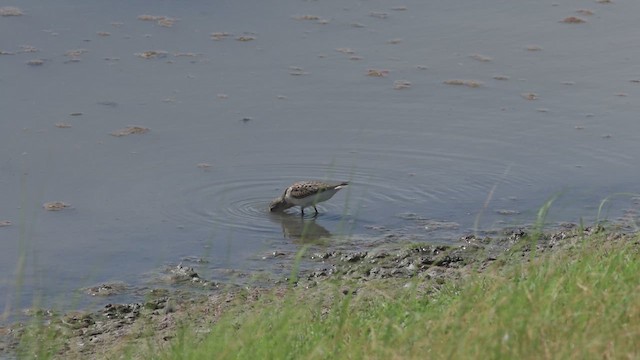 Western Sandpiper - ML622346239