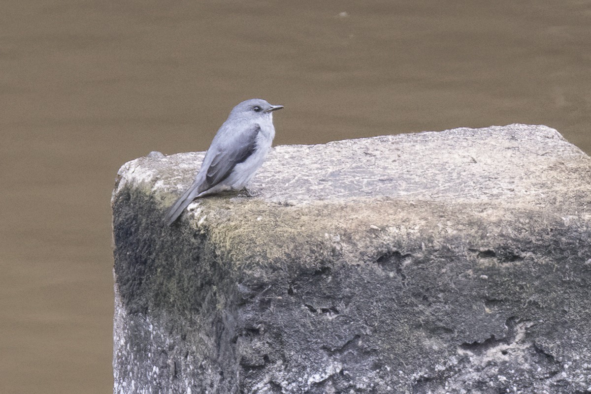 Cassin's Flycatcher - ML622346245