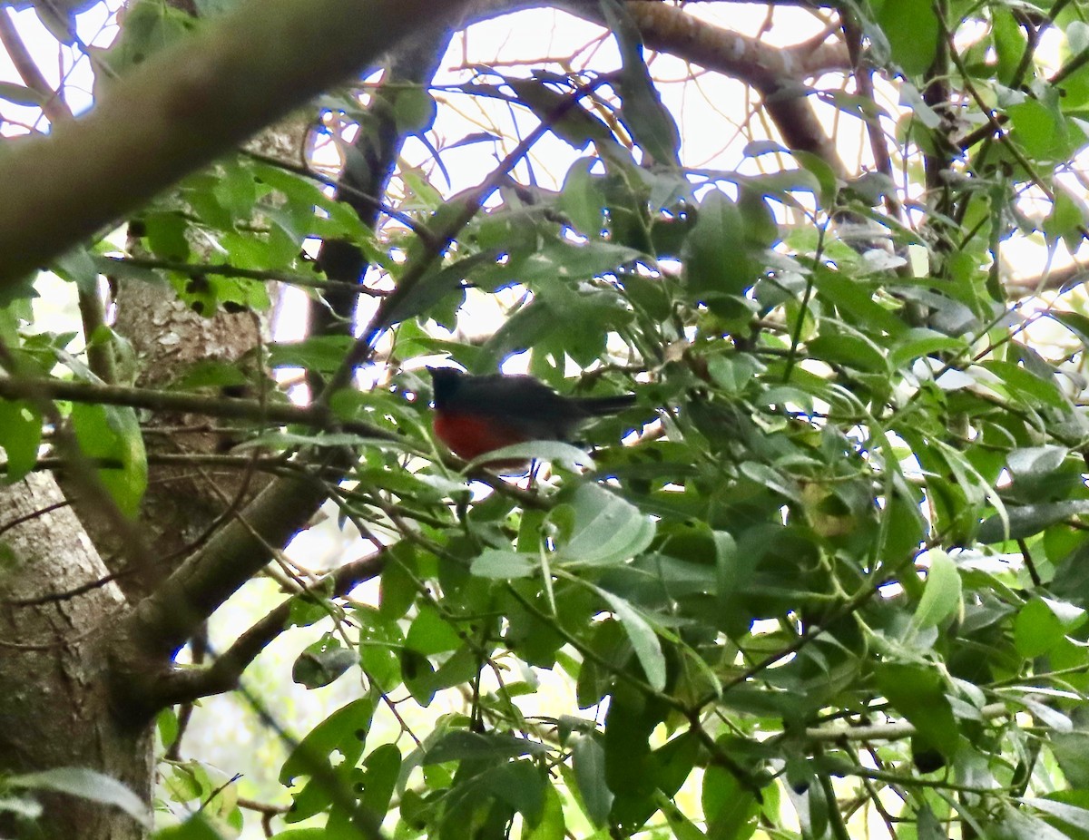 Slate-throated Redstart - ML622346257