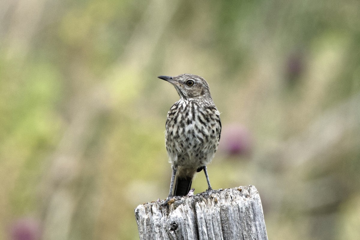 Sage Thrasher - ML622346283