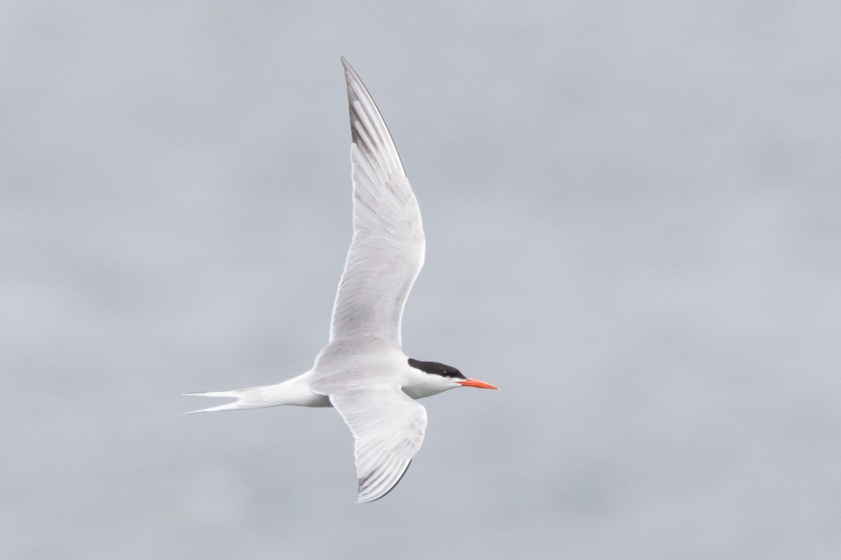 Common Tern - ML622346309
