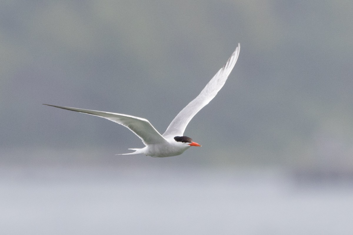 Common Tern - ML622346311