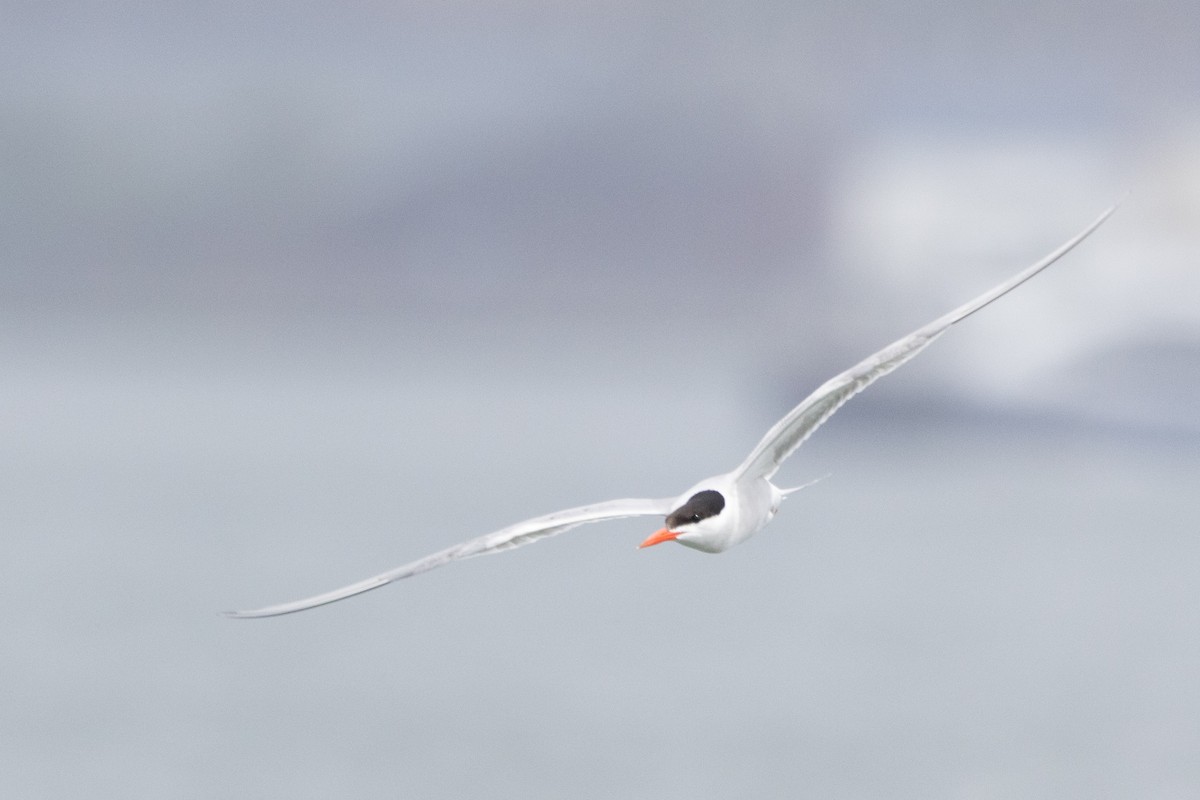 Common Tern - ML622346312