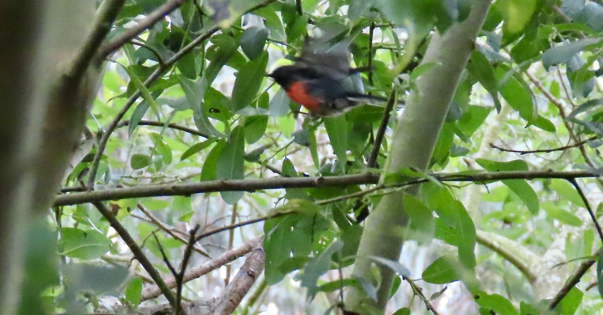 Slate-throated Redstart - ML622346330