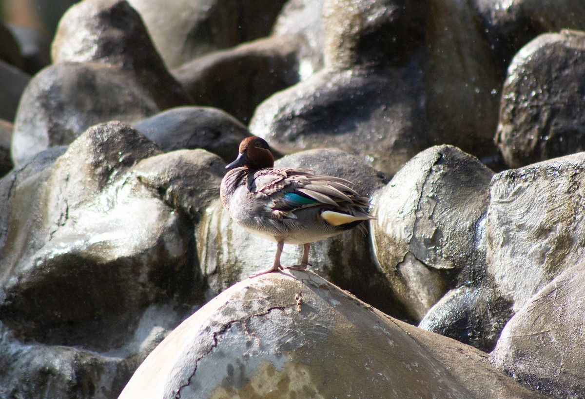 Green-winged Teal - ML622346400