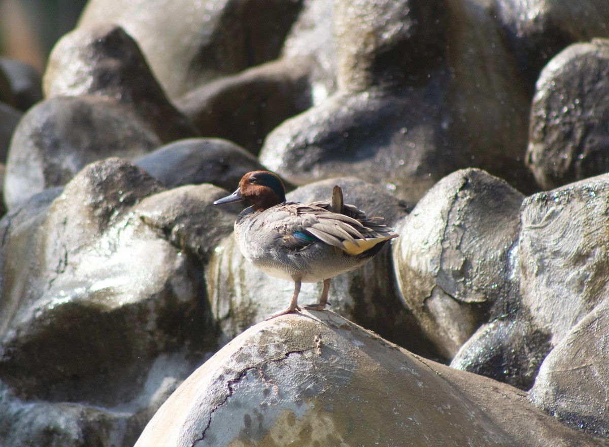 Green-winged Teal - ML622346401