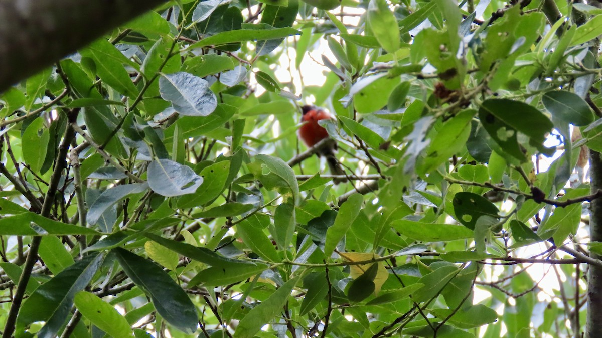 Slate-throated Redstart - ML622346487