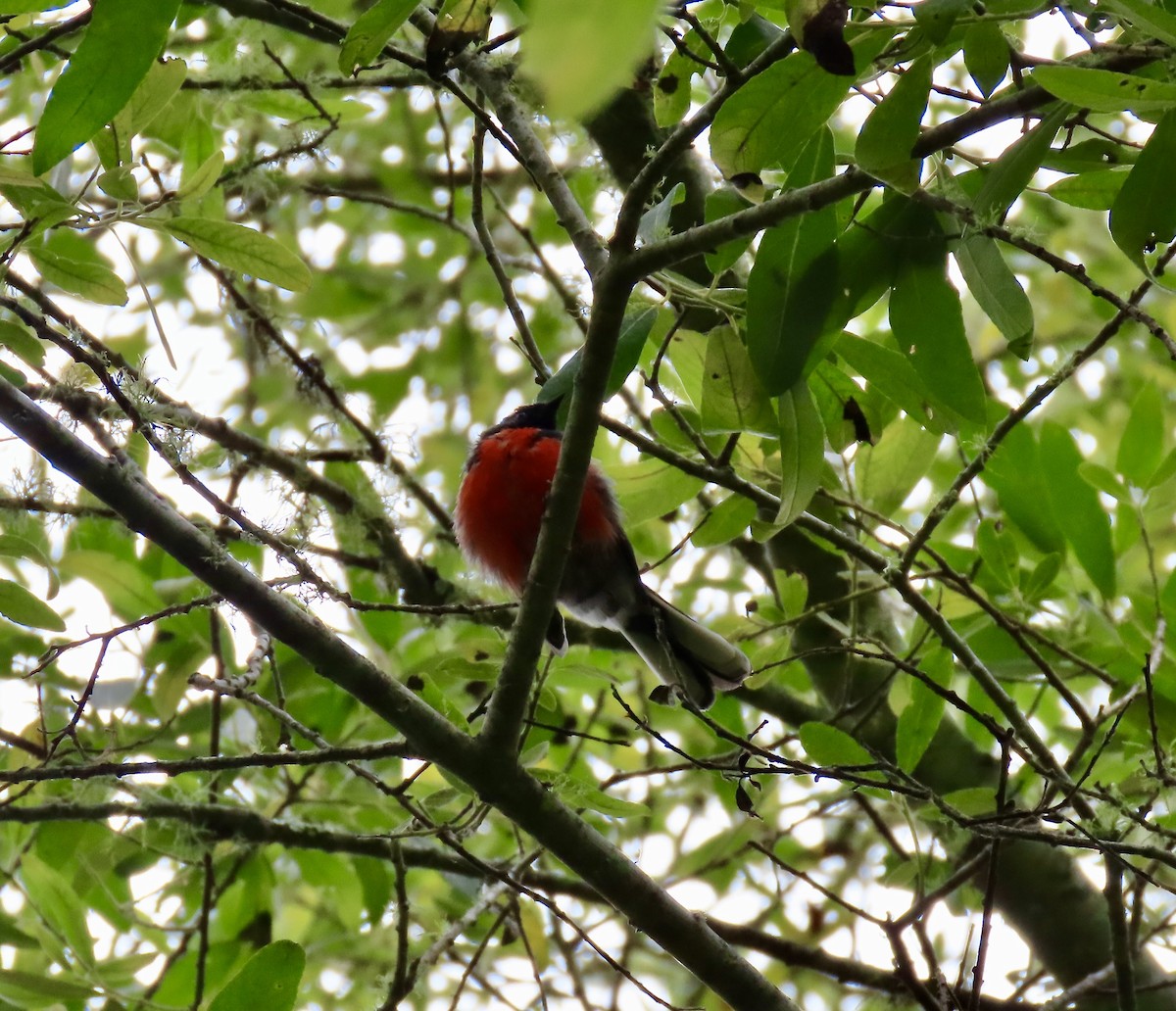 Slate-throated Redstart - ML622346512