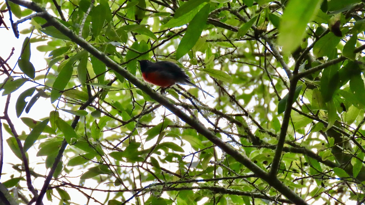 Slate-throated Redstart - ML622346541