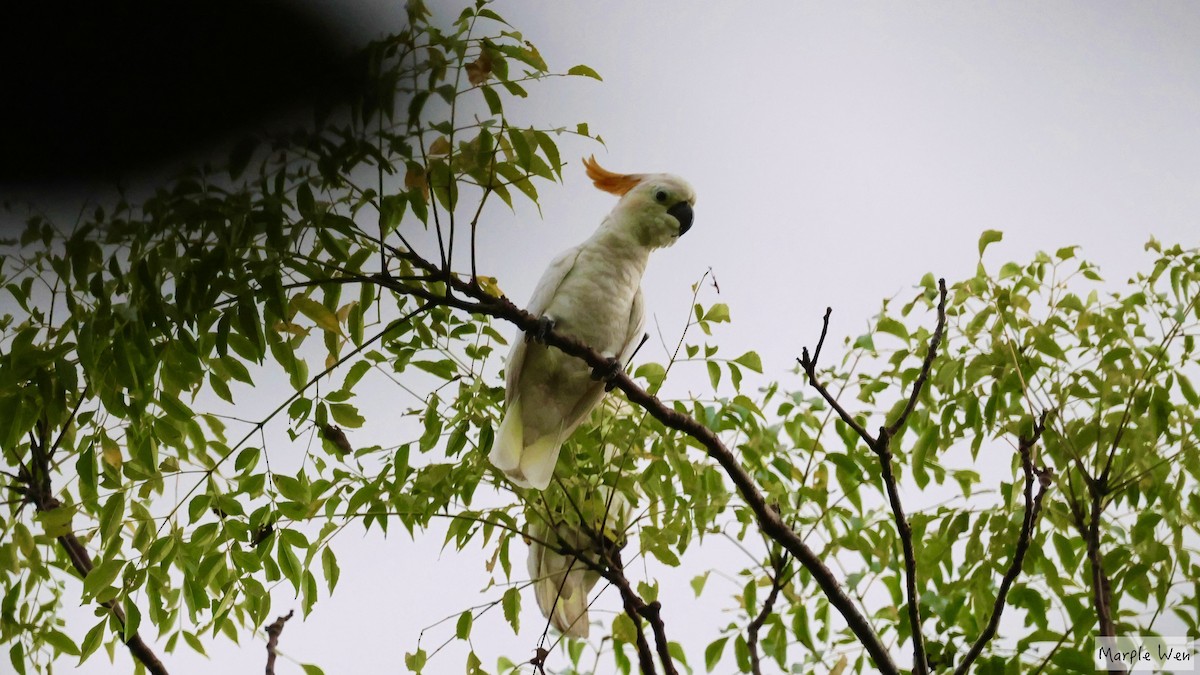 Citron-crested Cockatoo - ML622346574