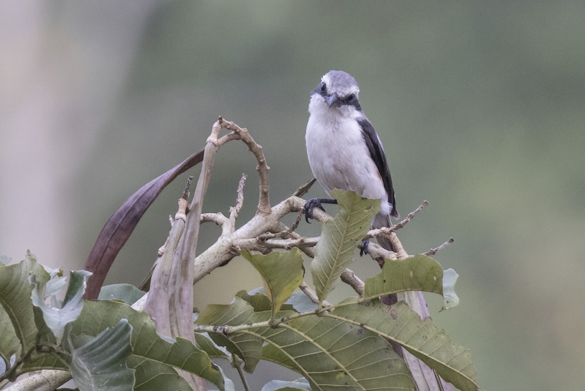 Mackinnon's Shrike - ML622346581