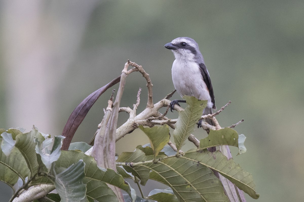 Mackinnon's Shrike - ML622346582