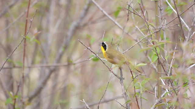 Common Yellowthroat - ML622346593