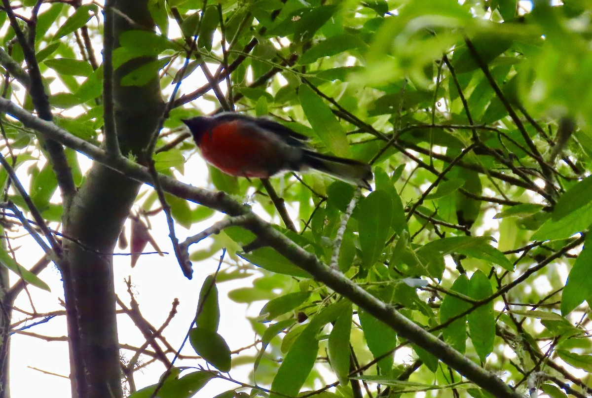 Slate-throated Redstart - ML622346609