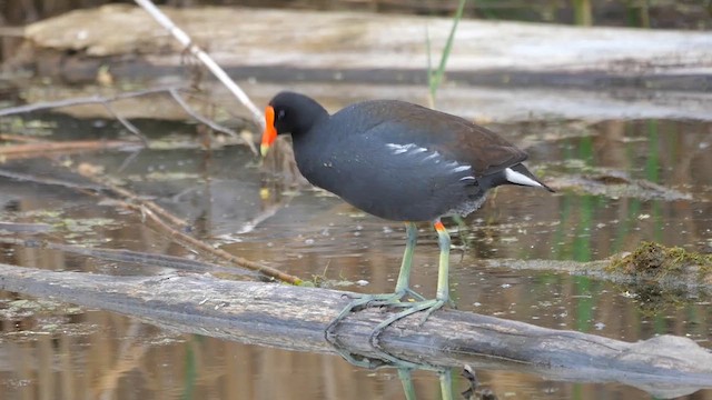 Common Gallinule - ML622346636