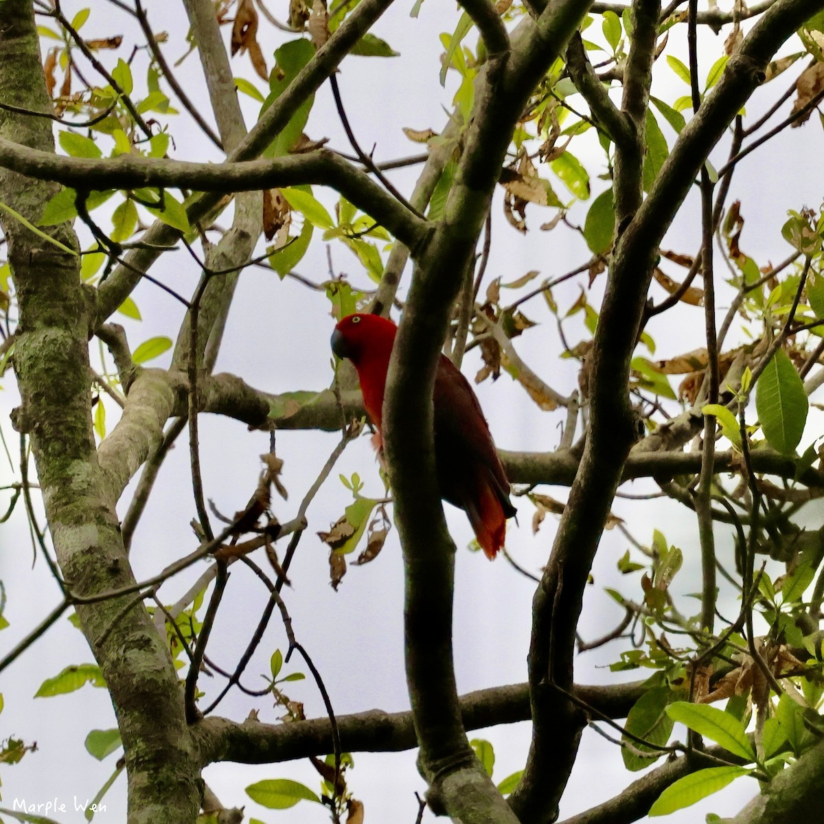 Sumba Eclectus - ML622346643