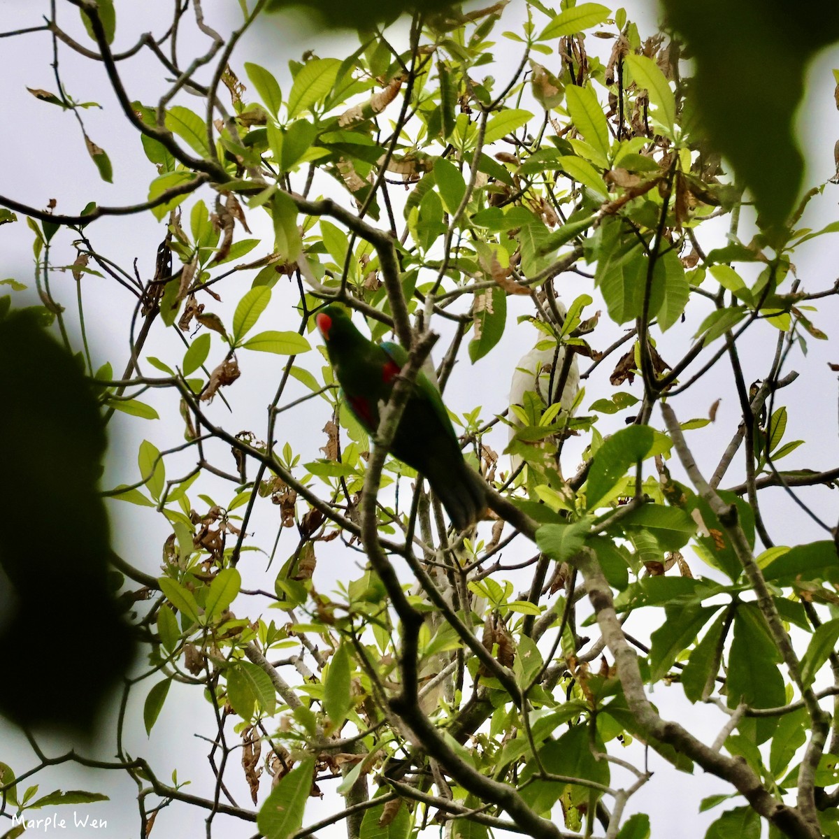 Sumba Eclectus - ML622346644