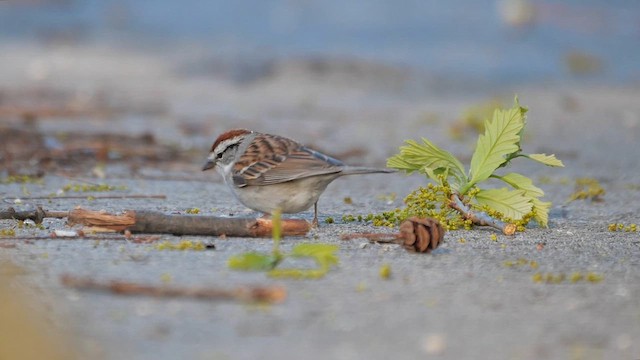 Chipping Sparrow - ML622346654