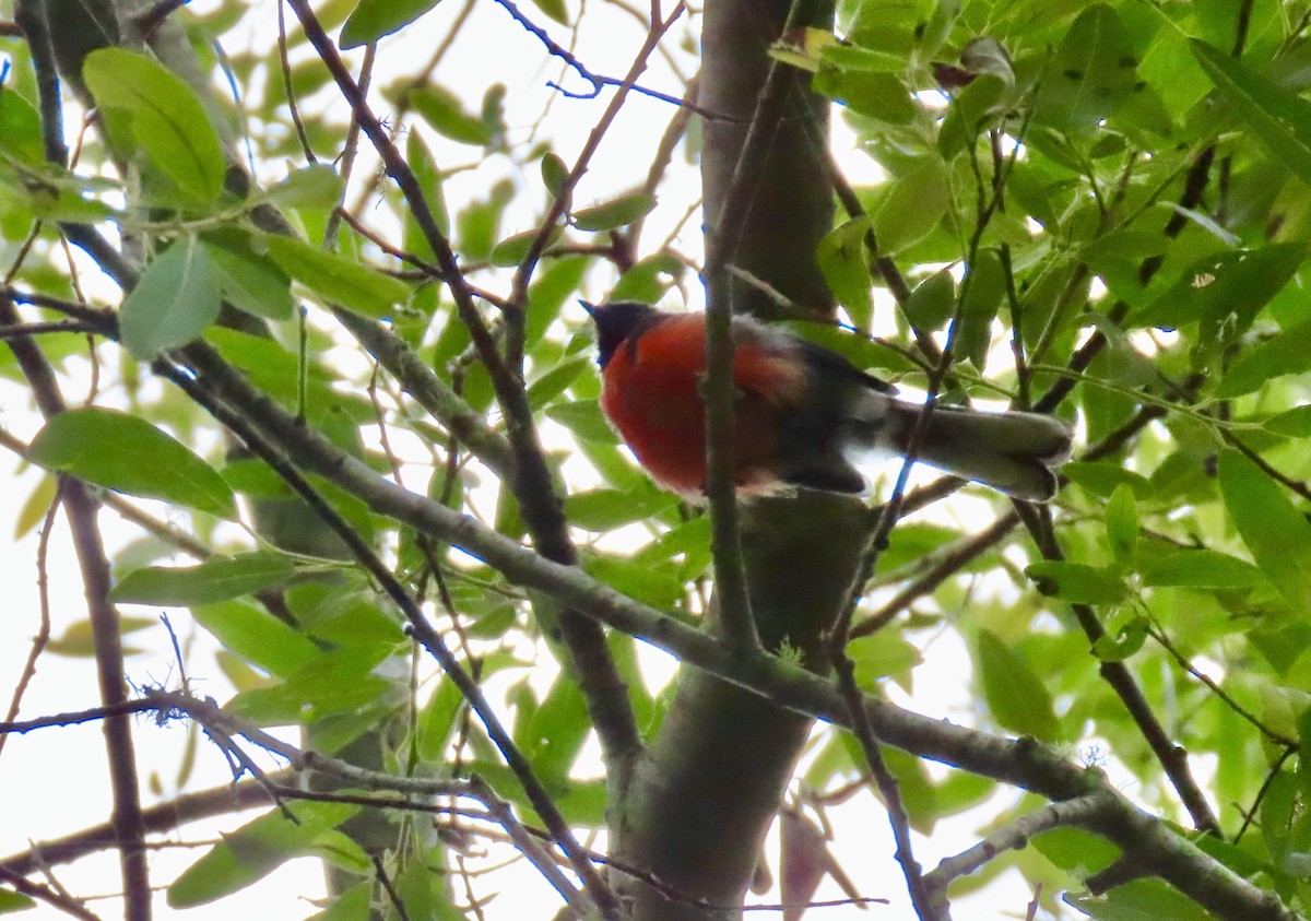 Slate-throated Redstart - ML622346658