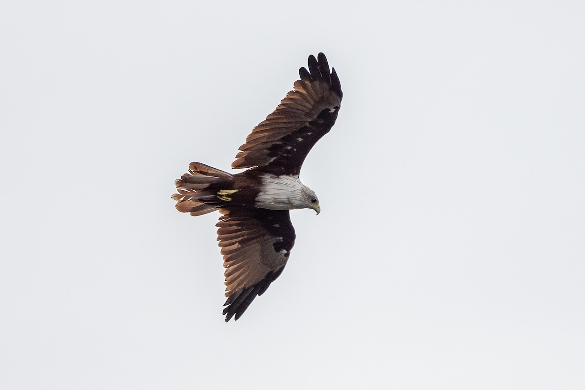 Brahminy Kite - ML622346674