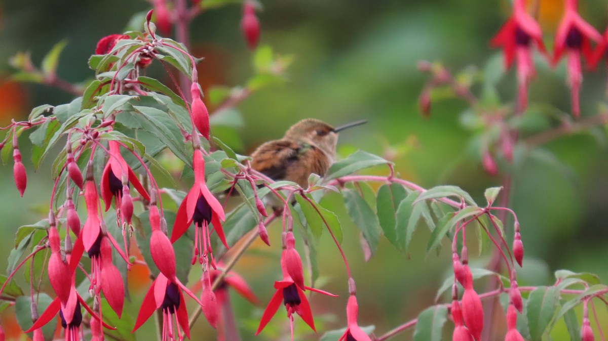 Rufous/Allen's Hummingbird - ML622346675