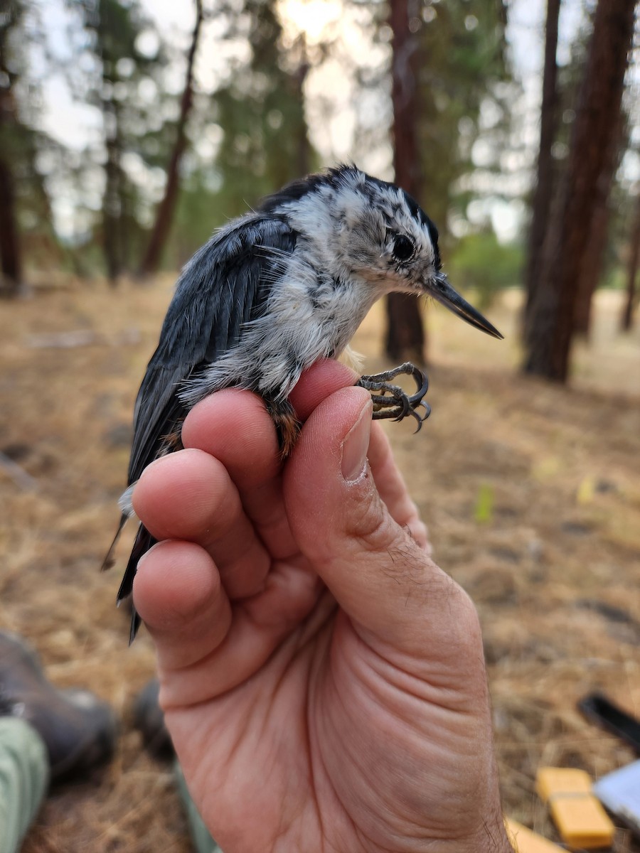 White-breasted Nuthatch - ML622346677