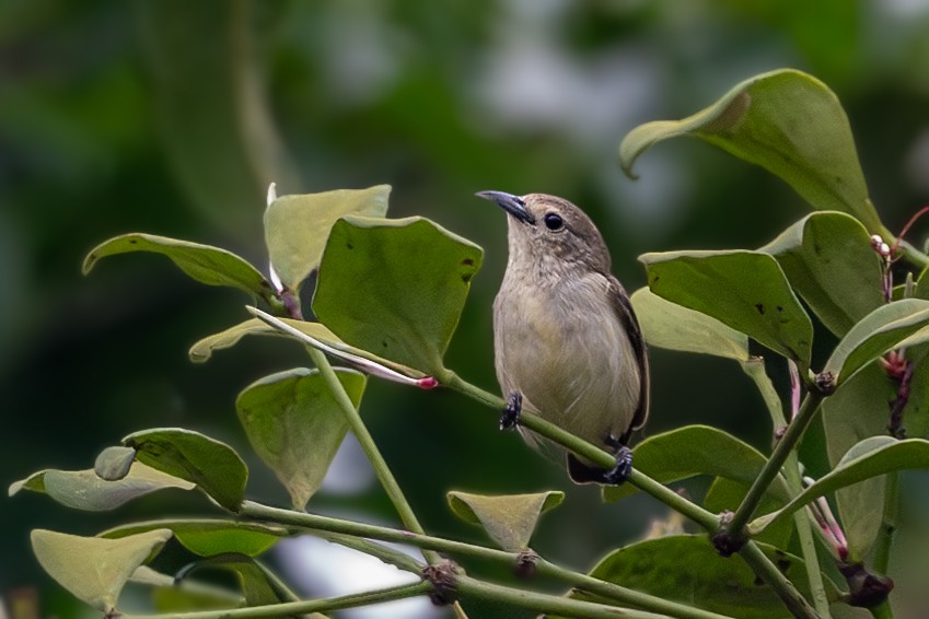 Nilgiri Flowerpecker - ML622346684