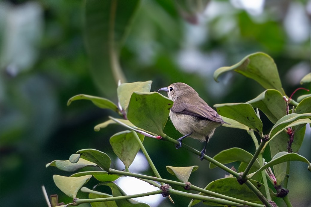Nilgiri Flowerpecker - ML622346685