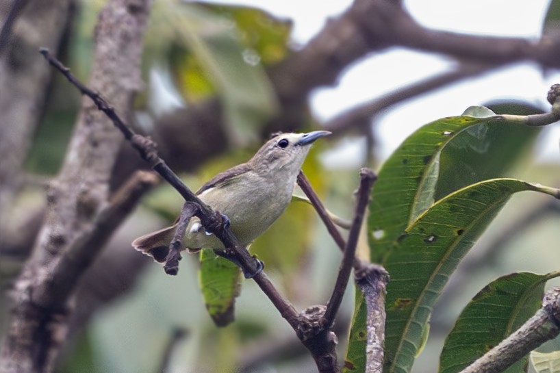 Nilgiri Flowerpecker - ML622346686