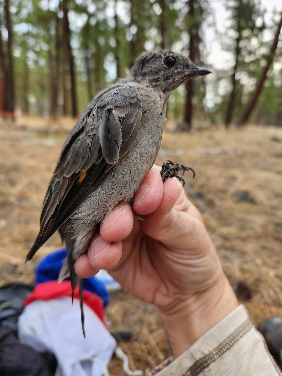 Townsend's Solitaire - ML622346714