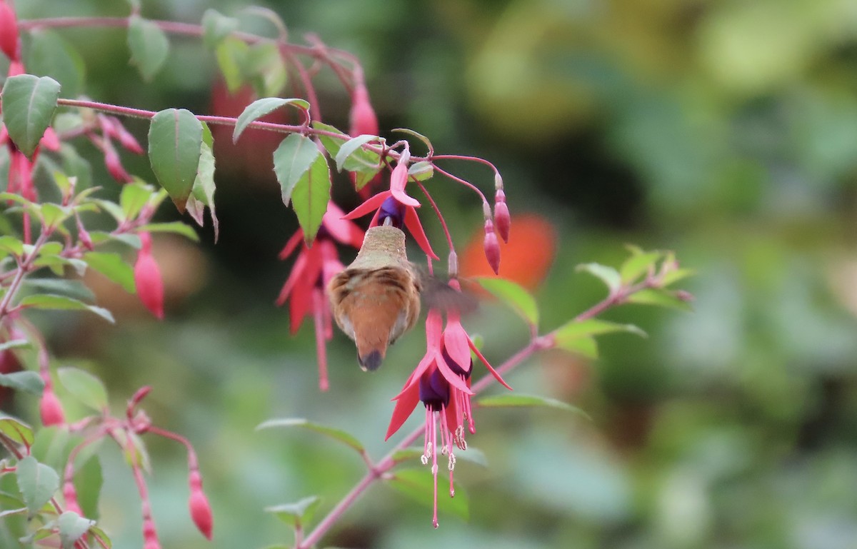 Rufous/Allen's Hummingbird - ML622346719