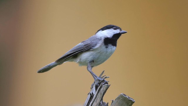 Carolina Chickadee - ML622346720