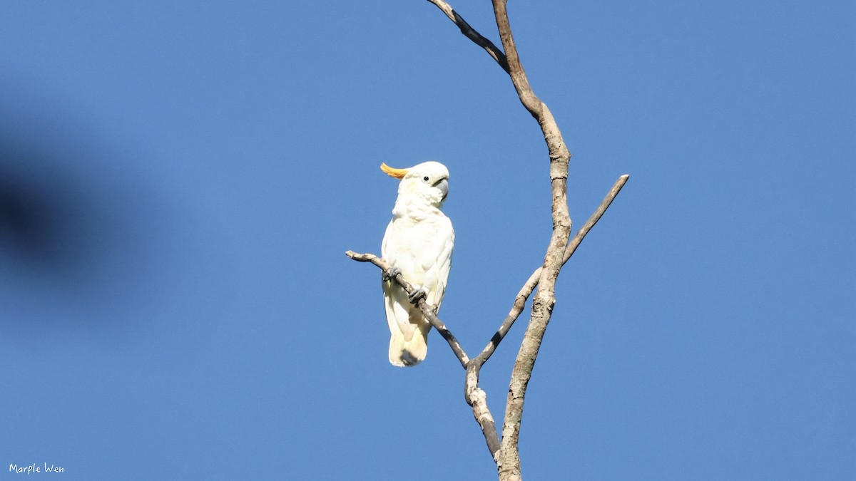 Citron-crested Cockatoo - ML622346732