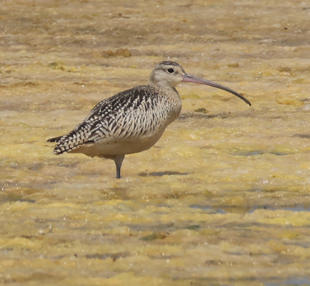 Long-billed Curlew - ML622346786
