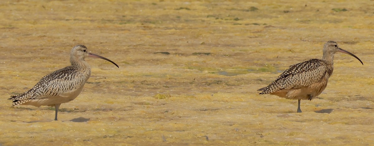 Long-billed Curlew - ML622346799