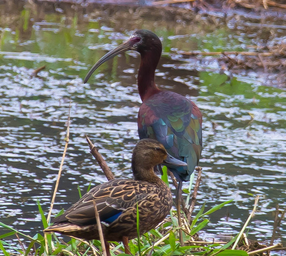 White-faced Ibis - Steve Laymon