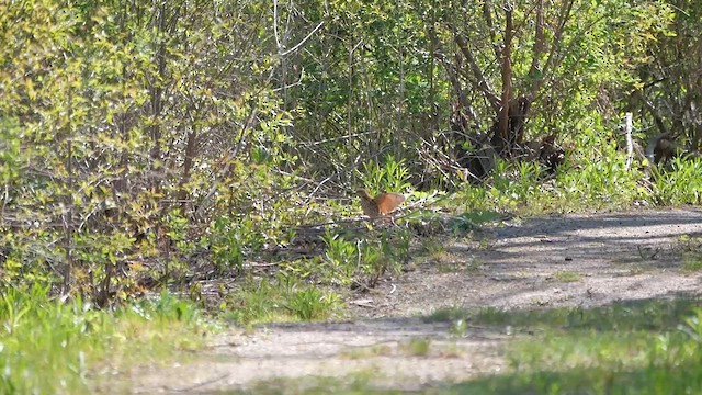 Brown Thrasher - ML622346862