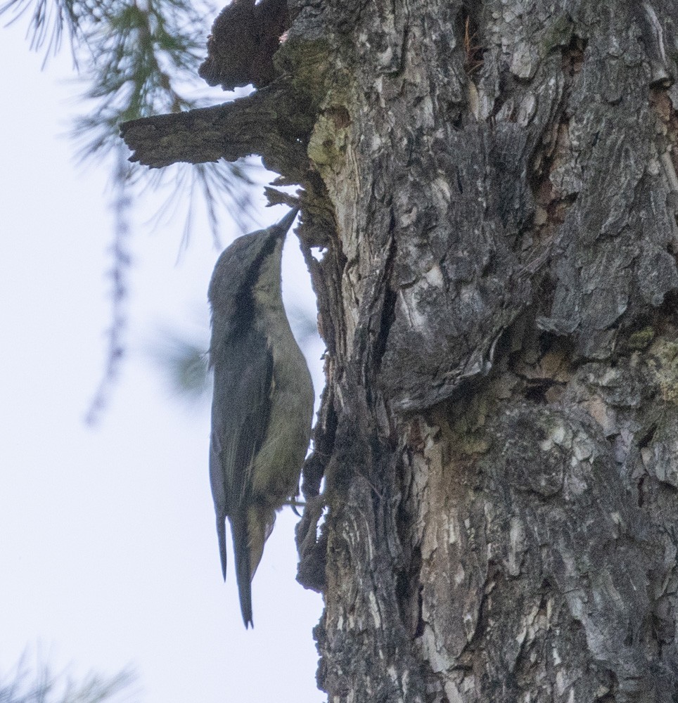 Eurasian Nuthatch - Lindy Fung