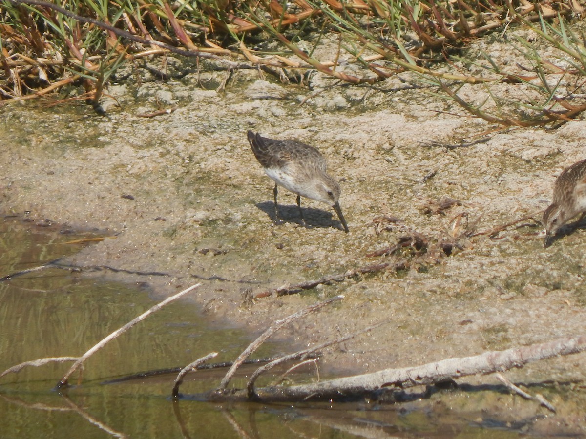 Western Sandpiper - ML622347060