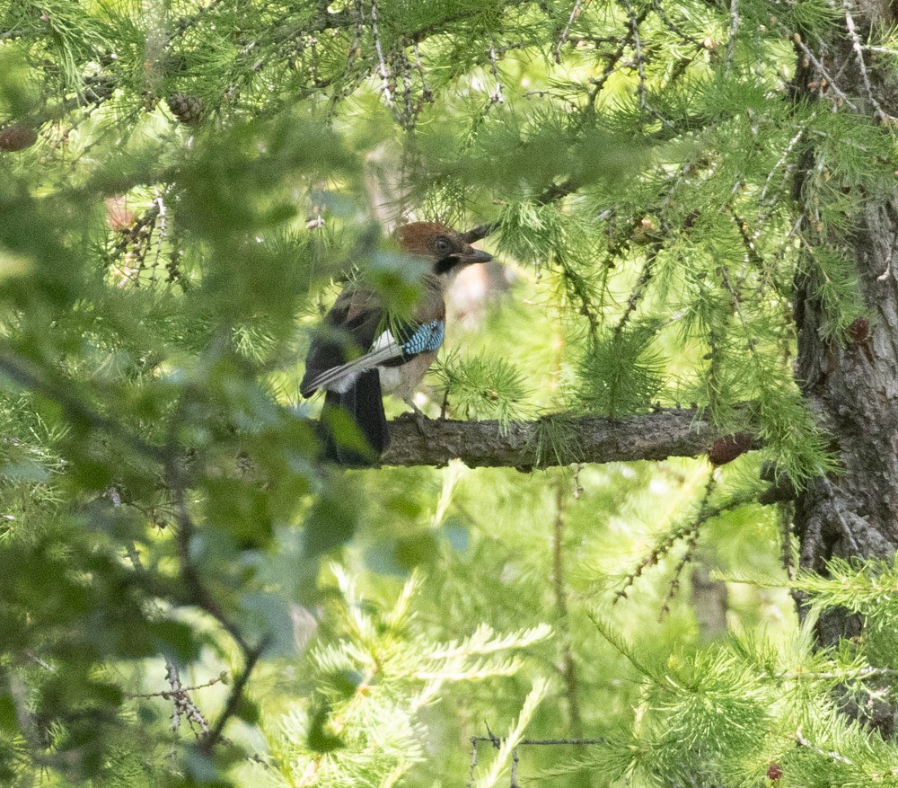 Eurasian Jay - Lindy Fung