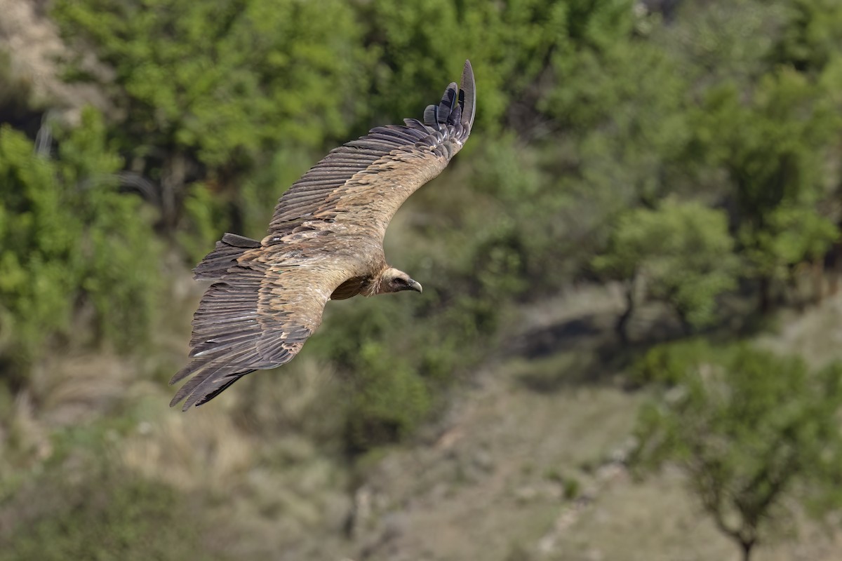 Gänsegeier - ML622347138
