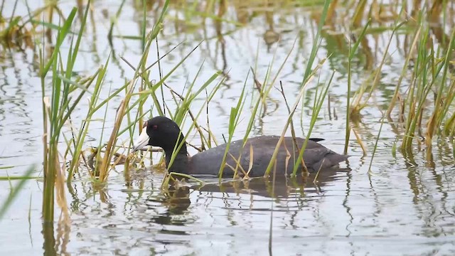 American Coot - ML622347145