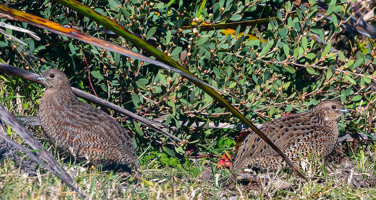 Brown Quail - ML622347231
