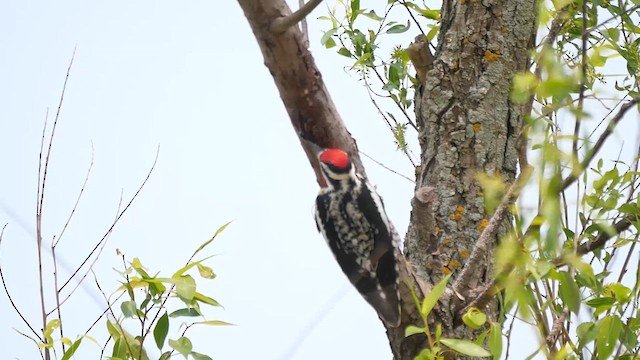 Yellow-bellied Sapsucker - ML622347255