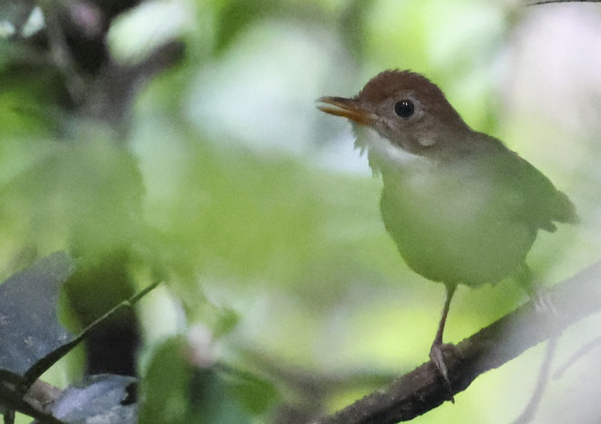 Tordina Bicolor - ML622347308